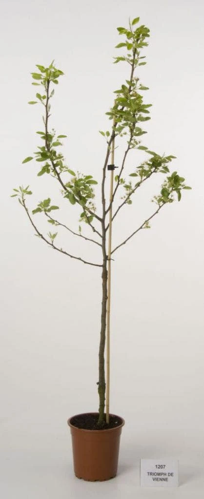 Perenboom (Pyrus Communis 'Triomph De Vienne') 4 Perenboom (Pyrus Communis 'Triomph De Vienne') - Image 2