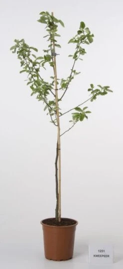 Kweepeer (Cydonia Oblonga) -Garden Plants Series Store 20080417145544 2 1