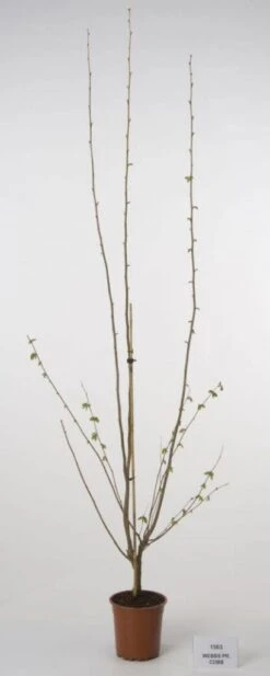 Hazelaar/Hazelnoot (Corylus Avellana 'Webb's Prize Cob') 10 Hazelaar/Hazelnoot (Corylus Avellana 'Webb's Prize Cob') -Garden Plants Series Store 20080417160452 1