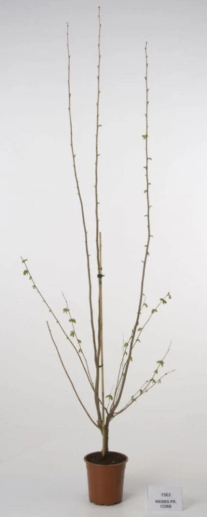 Hazelaar/Hazelnoot (Corylus Avellana 'Webb's Prize Cob') 6 Hazelaar/Hazelnoot (Corylus Avellana 'Webb's Prize Cob') - Image 4