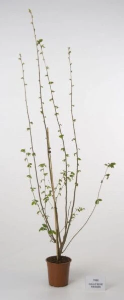 Hazelaar/Hazelnoot (Corylus Avellana 'Webb's Prize Cob') 11 Hazelaar/Hazelnoot (Corylus Avellana 'Webb's Prize Cob') -Garden Plants Series Store 20080417161730 1