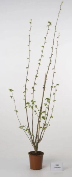 Hazelaar/Hazelnoot (Corylus Avellana 'Webb's Prize Cob') 9 Hazelaar/Hazelnoot (Corylus Avellana 'Webb's Prize Cob') -Garden Plants Series Store 20080417162735 1