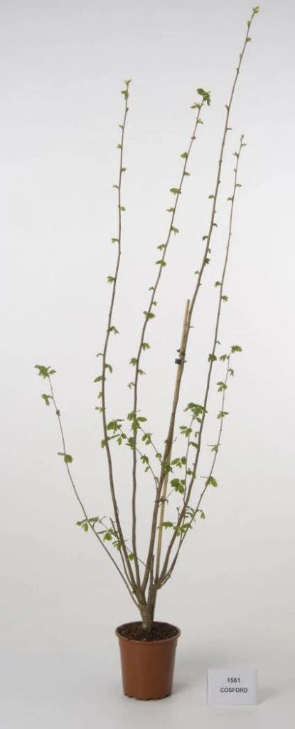 Hazelaar/Hazelnoot (Corylus Avellana 'Webb's Prize Cob') 5 Hazelaar/Hazelnoot (Corylus Avellana 'Webb's Prize Cob') - Image 3