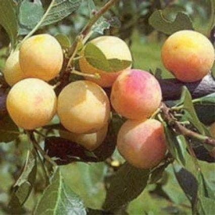 Pruimenboom (Prunus Domestica 'Mirabelle De Nancy') 4 Pruimenboom (Prunus Domestica 'Mirabelle De Nancy') - Image 2