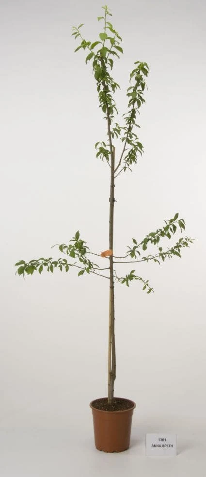 Pruimenboom (Prunus Domestica 'Anna Spath') 4 Pruimenboom (Prunus Domestica 'Anna Spath') - Image 2