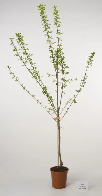 Pruimenboom (Prunus Domestica 'Bleu De Belgique') 4 Pruimenboom (Prunus Domestica 'Bleu De Belgique') - Image 2