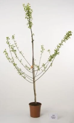 Pruimenboom (Prunus Domestica 'Reine Claude Verte') -Garden Plants Series Store 20080513145729 5