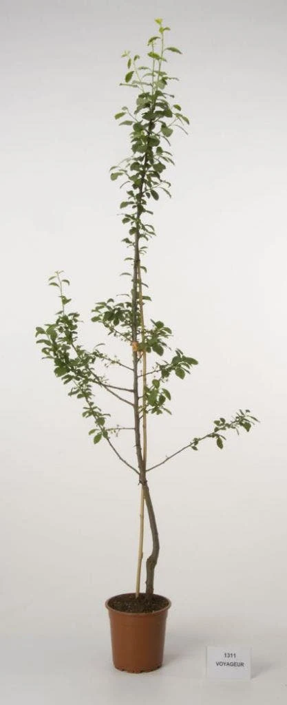 Pruimenboom (Prunus Domestica 'Voyageur') 4 Pruimenboom (Prunus Domestica 'Voyageur') - Image 2