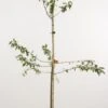 Pruimenboom (Prunus Domestica 'Monsieur Hatif') -Garden Plants Series Store 20080515134058 2