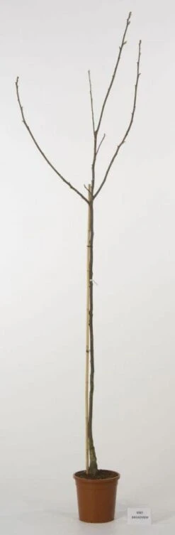 Walnoot (Juglans Regia 'Broadview') -Garden Plants Series Store 20080516144158 4 1