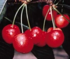 Lei-Kers (Prunus Avium 'Sunburst') -Garden Plants Series Store 20080519135155 1 1