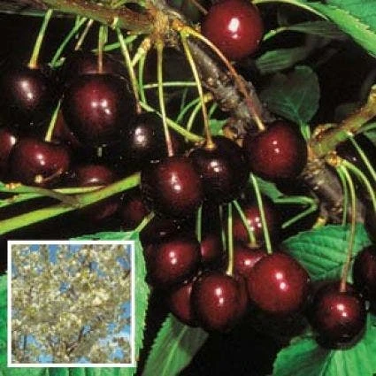 Lei-Kers (Prunus Avium 'Stella') 4 Lei-Kers (Prunus Avium 'Stella') - Image 2