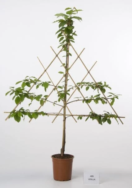 Lei-Kers (Prunus Avium 'Stella') 3 Lei-Kers (Prunus Avium 'Stella')