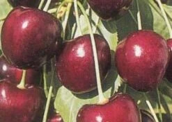 Lei-Kers (Prunus Avium 'Kordia') -Garden Plants Series Store 20080519140042 1