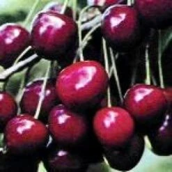 Lei-Kers (Prunus Avium 'Dubbele Meikers') -Garden Plants Series Store 20080519140457 1