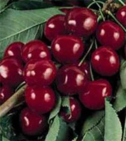 Lei-Kers (Prunus Avium 'Burlat') -Garden Plants Series Store 20080519140607 1