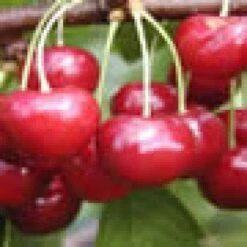 Lei-Kers (Prunus Avium 'Regina') -Garden Plants Series Store 20080519141125 1