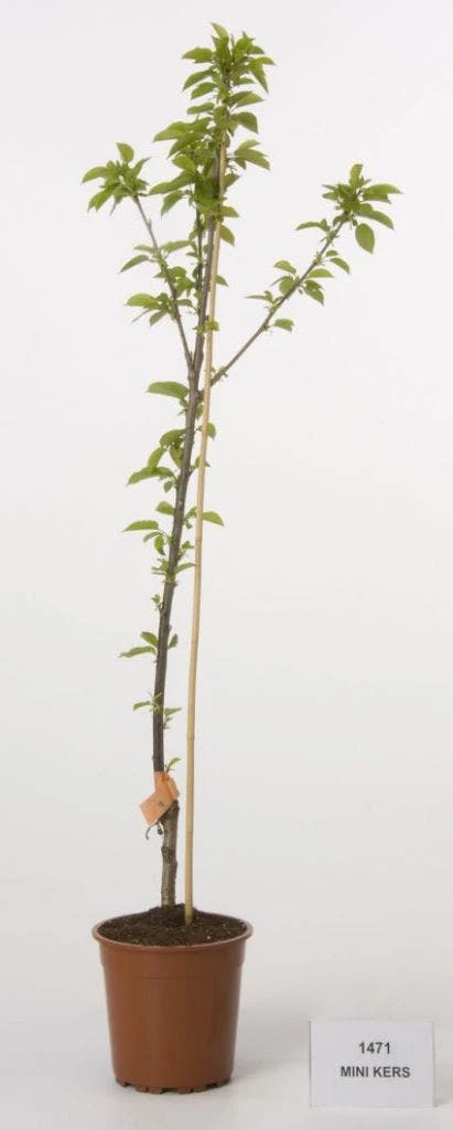 Mini-kers (Prunus Avium(mini)) 3 Mini-kers (Prunus Avium(mini))