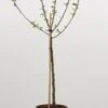 Dwerg-appel (Malus Domestica (dwergappel)) -Garden Plants Series Store 20080527220242 1