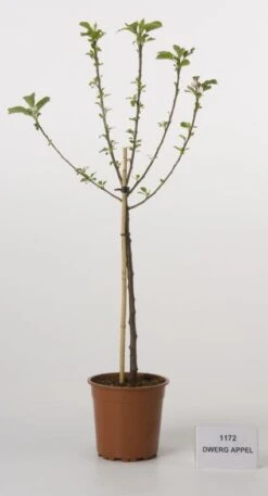 Dwerg-appel (Malus Domestica (dwergappel))