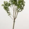 Dwerg Kers (Prunus Avium (dwerg)) -Garden Plants Series Store 20080527220539 1