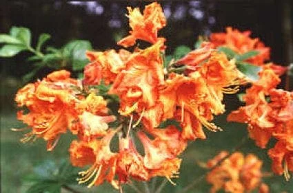 Azalea, Oranje (Rhododendron 'Addy Wery') 3 Azalea, Oranje (Rhododendron 'Addy Wery')