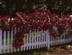 Klimroos (Rosa 'Paul's Scarlet Climber') -Garden Plants Series Store 20080625084425 4 1