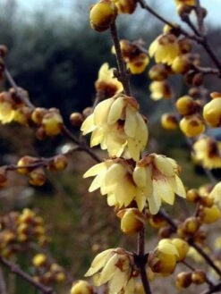 Winterzoet (Chimonanthus Praecox) -Garden Plants Series Store 20080709114735 15 3