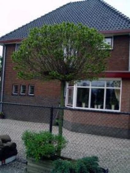 Bolkastanje (Aesculus Hippocastanum 'Umbraculifera') 4 Bolkastanje (Aesculus Hippocastanum 'Umbraculifera') - Image 2