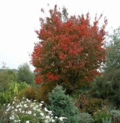 Japanse Sierkers (Prunus Sargentii) -Garden Plants Series Store 20080730122801 5