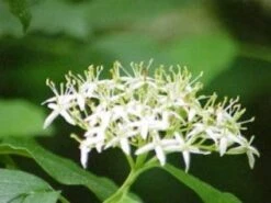 Rode Kornoelje (Cornus Sanguinea) -Garden Plants Series Store 20081029085946 5 2