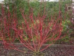Rode Kornoelje (Cornus Sanguinea) -Garden Plants Series Store 20081029090707 5 2