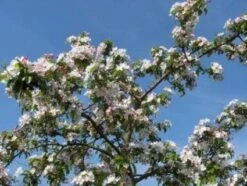 Sierappel (Malus 'Professor Sprenger') 7 Sierappel (Malus 'Professor Sprenger') -Garden Plants Series Store 20081113143001 11