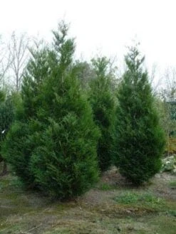 Levensboom (Thuja Plicata 'Atrovirens') -Garden Plants Series Store 20081113143929 16