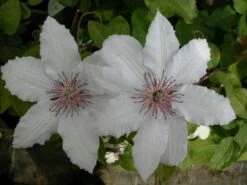 Bosrank (Clematis 'Snow Queen') -Garden Plants Series Store 20081120141931 1