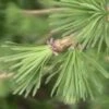 Lariks (Larix Kaempferi) -Garden Plants Series Store 20081126103614 1