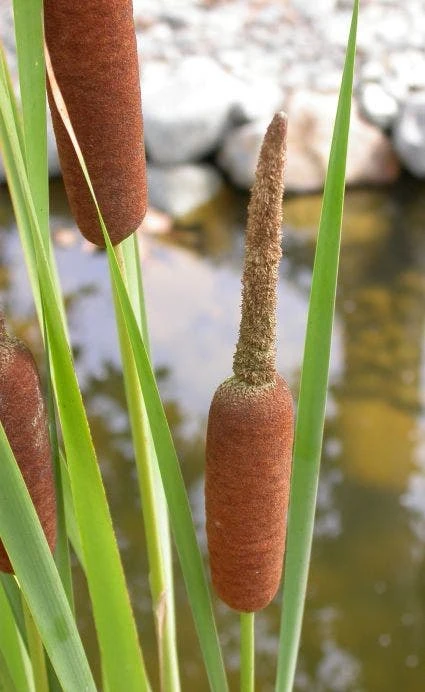 Kleine Lisdodde (Typha Angustifolia) 3 Kleine Lisdodde (Typha Angustifolia)
