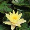 Waterlelie (Nymphaea 'Marliacea Chromatella') -Garden Plants Series Store 20081127133434 1