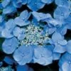 Hortensia (Hydrangea Macrophylla 'Teller Blue') -Garden Plants Series Store 20081208131210 2 2