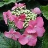 Hortensia (Hydrangea Macrophylla 'Teller Red') -Garden Plants Series Store 20081208131338 2