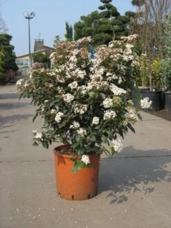 Groenblijvende Sneeuwbal (Viburnum Tinus 'Eve Price') -Garden Plants Series Store 20091125113028 50 10 2