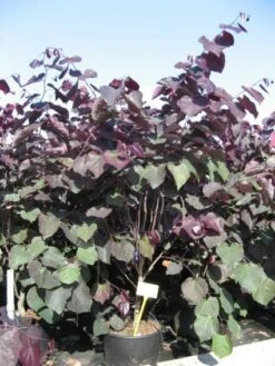Judasboom Als Struik (Cercis Canadensis 'Forest Pansy') -Garden Plants Series Store 20091126092410 6
