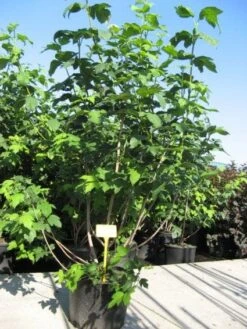 Sneeuwbal (Viburnum Opulus 'Roseum') -Garden Plants Series Store 20091126125302 9 1