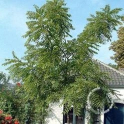 Zwarte Walnotenboom (Juglans Nigra) -Garden Plants Series Store 20091221154755 6