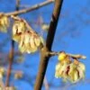 Winterzoet (Chimonanthus Praecox) -Garden Plants Series Store 20091230153517 6 3 3