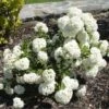 Sneeuwbal (Viburnum 'Eskimo') -Garden Plants Series Store 20100105145459 3