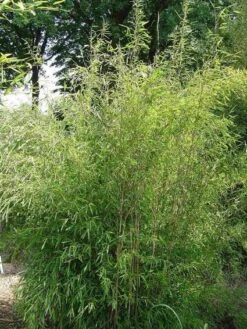 Niet Woekerende Bamboe (Fargesia 'Great Wall') 13 Niet Woekerende Bamboe (Fargesia 'Great Wall') -Garden Plants Series Store 20100106102329 4 1