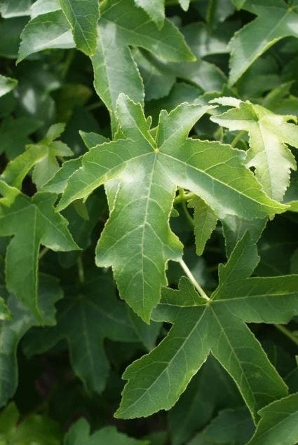 Amberboom (Liquidambar 'Gum Ball') 4 Amberboom (Liquidambar 'Gum Ball') - Image 2