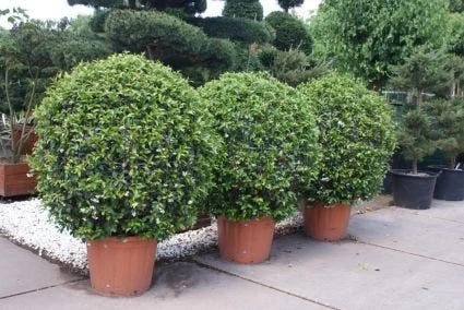 Toscaanse Jasmijn, Bolvorm (Trachelospermum Jasminoides ) 3 Toscaanse Jasmijn, Bolvorm (Trachelospermum Jasminoides )