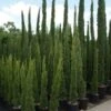 Italiaanse Cipres (Cupressus Sempervirens 'Totem') -Garden Plants Series Store 20100712173208 10